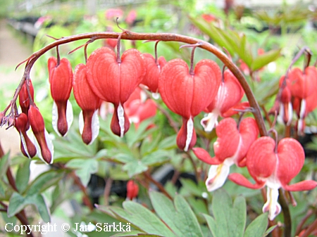 Lamprocapnos spectabilis 'Valentine', särkynytsydän